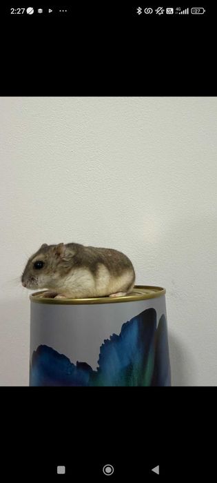 Мини хамстер много игрив