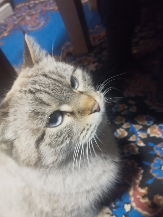 Продаётся кошка сиамская