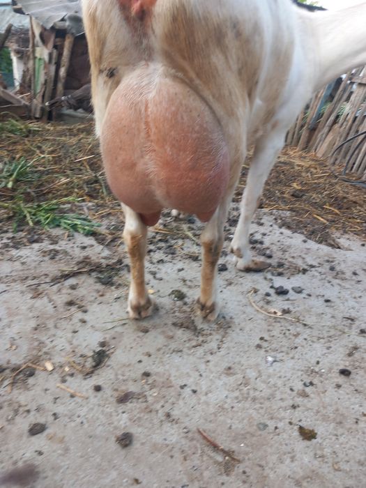 Iada de vanzare din tată Anglo Nubian  și mamă Saanen.