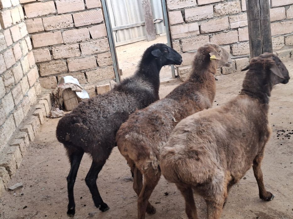 Қойлар бар саттықта