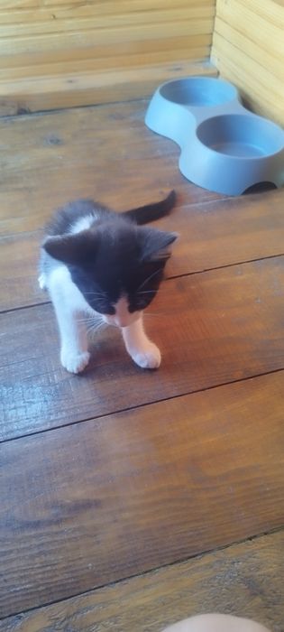 Donez pisici nesterilizate.