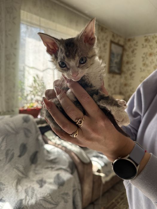 Отдам в хорошие руки