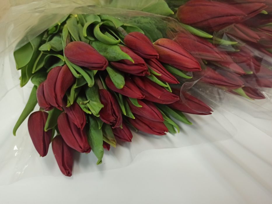 Тюльпаны оптом от 420 тенге