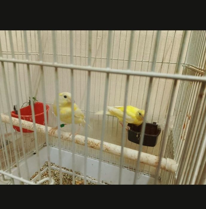 Kanareyka nar moddalari bor ishlashga tayyor