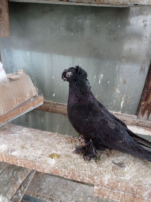 Голуби самка молодежь