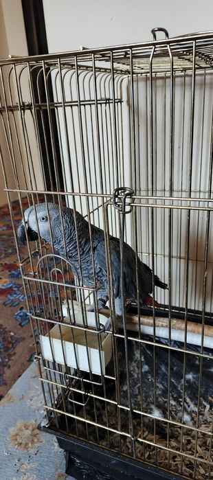 Srochna sotiladi jacco papugay