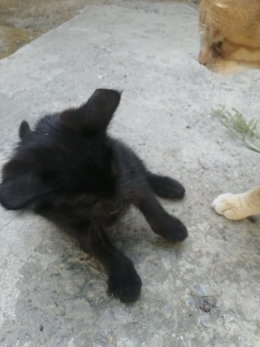 Чёрные милые котёнок.