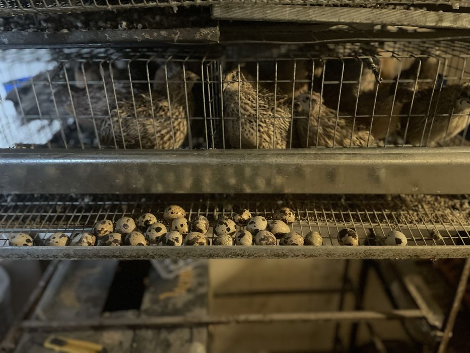 Vand oua de prepelita