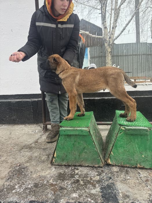 Малинуа , бельгийская овчарка