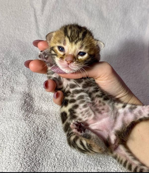 Бенгальские котята