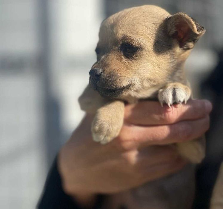 Щенок в добрые руки