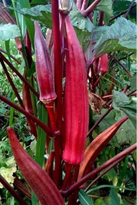 Bame " Okra soi Italian " Sicilia ( 130 seminte