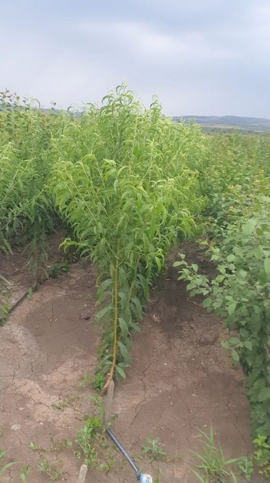 Pomi fructiferi altoiti en gross