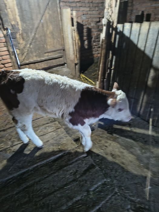 Vacă cu vițel de 4 săptămâni,fătată