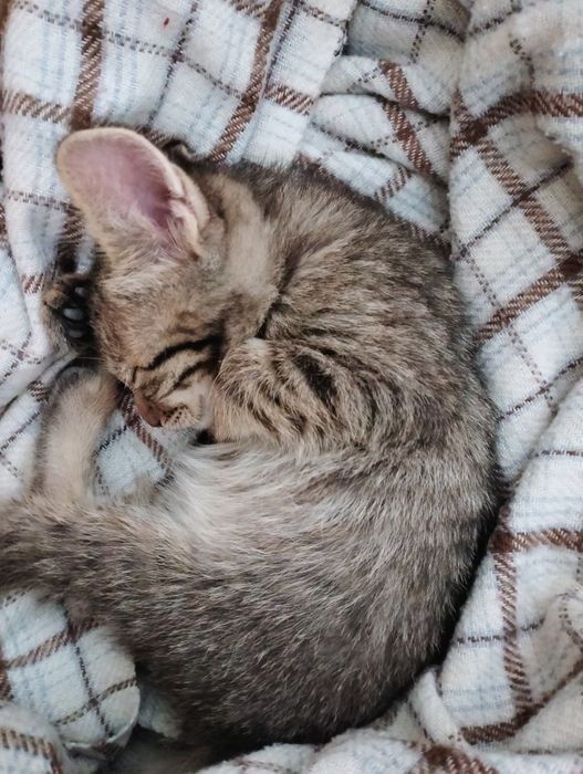 Кішкентай марғау ақылды