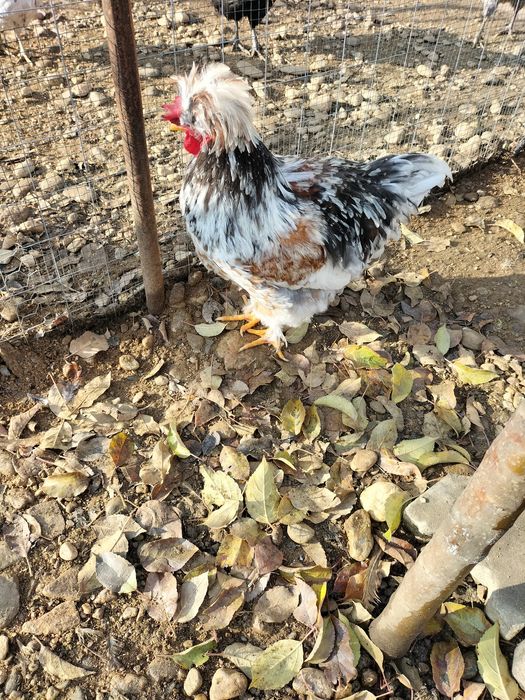 Vând cocoș moțat pe alb,