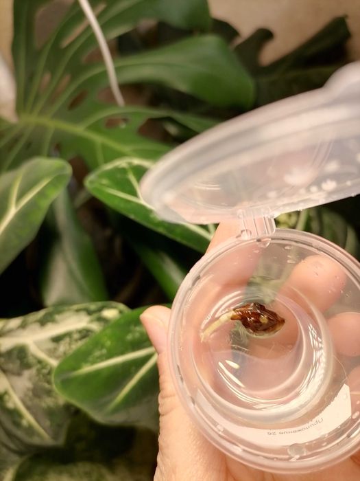 Детки и клубни алоказий