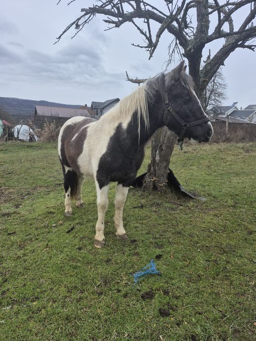 Vând cârlană semigrea