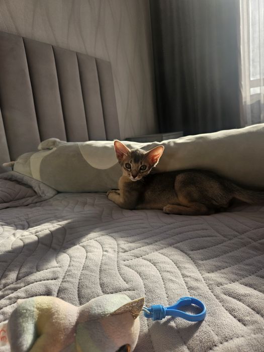 Продам Абиссинский Котенок