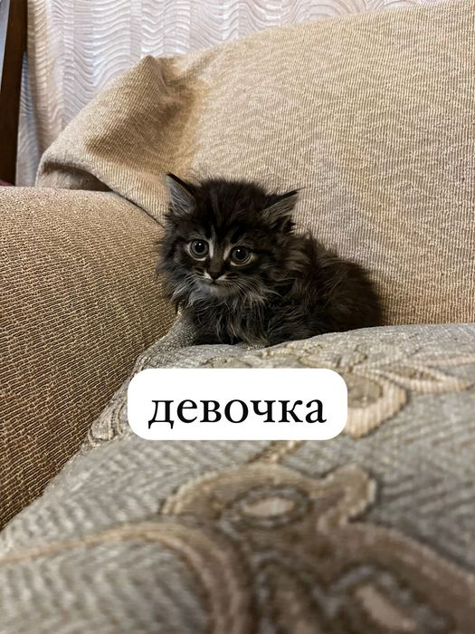 Отдам в добрые руки