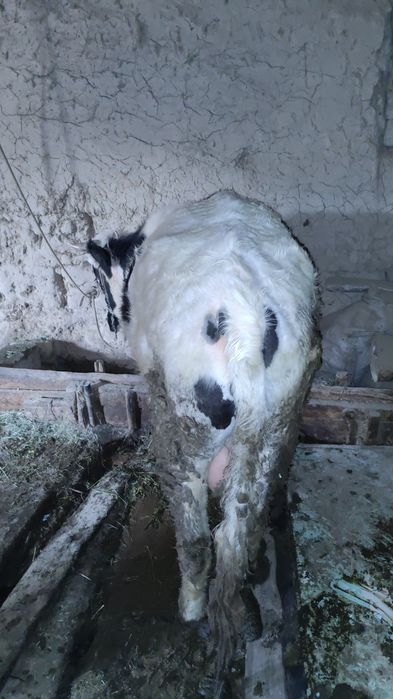 Семіз Өгіз сатылады Бордақы