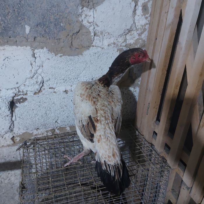 Шамо микс Корейц 2год беланошка