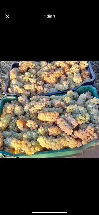 Struguri de vin