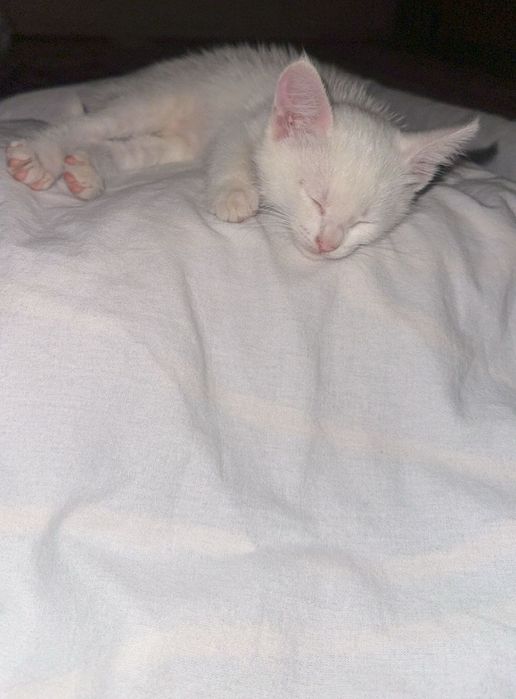 Маленький котёнок ищет любящих хозяев