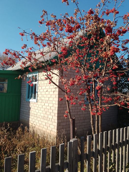 Продам дачу в обществе Ромашка