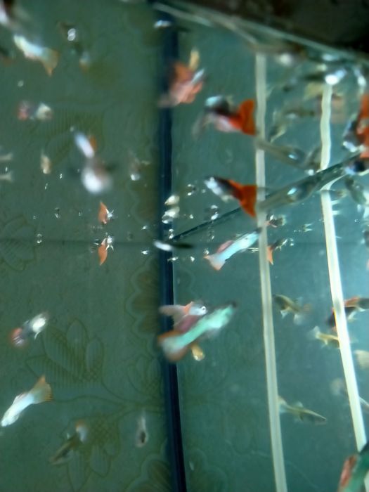 Продам  Королевские гуппи