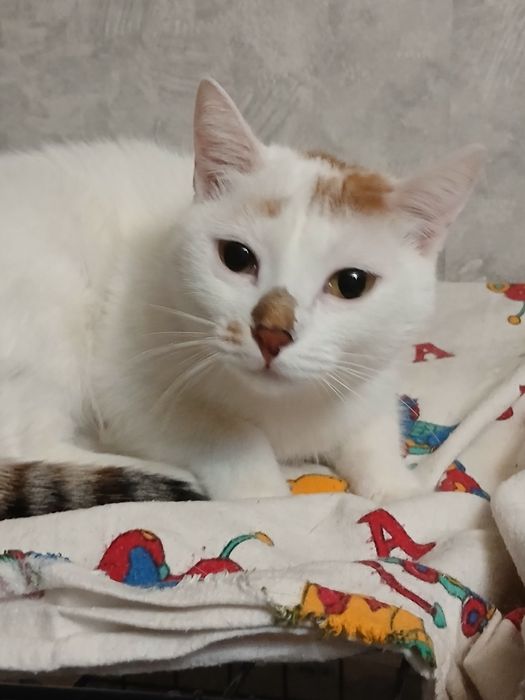 Дарю стерилизованую кошечку