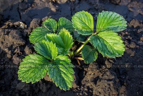 Продам рассаду клубники