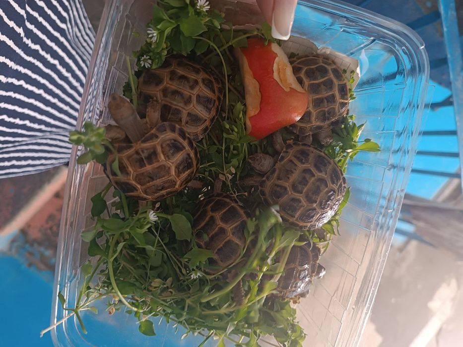 Черепашки тошбака