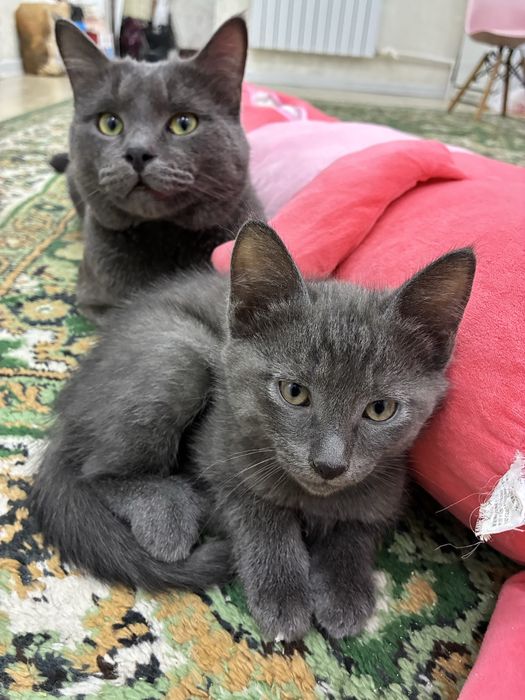 Котята пародистые