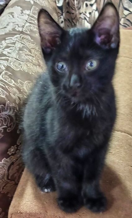 Отдам кота рыжего и черного