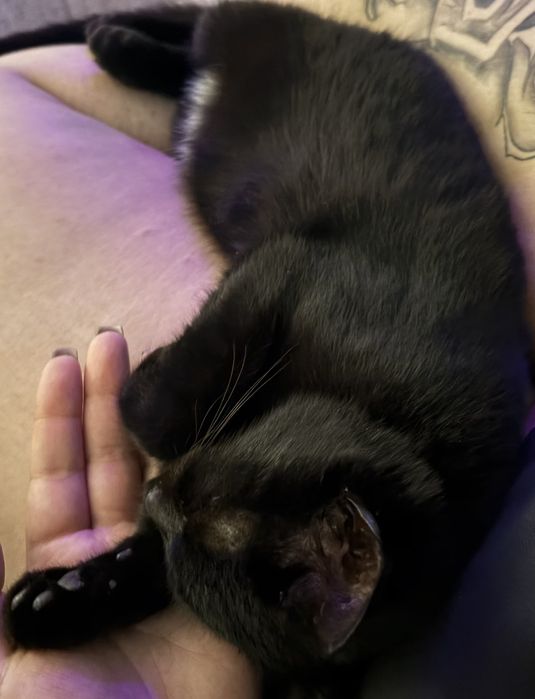 Подарявам малко черно женско коте с ваксини и осигурена кастрация