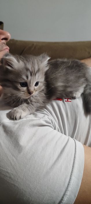 Сибирска котка (сребърно Таби)