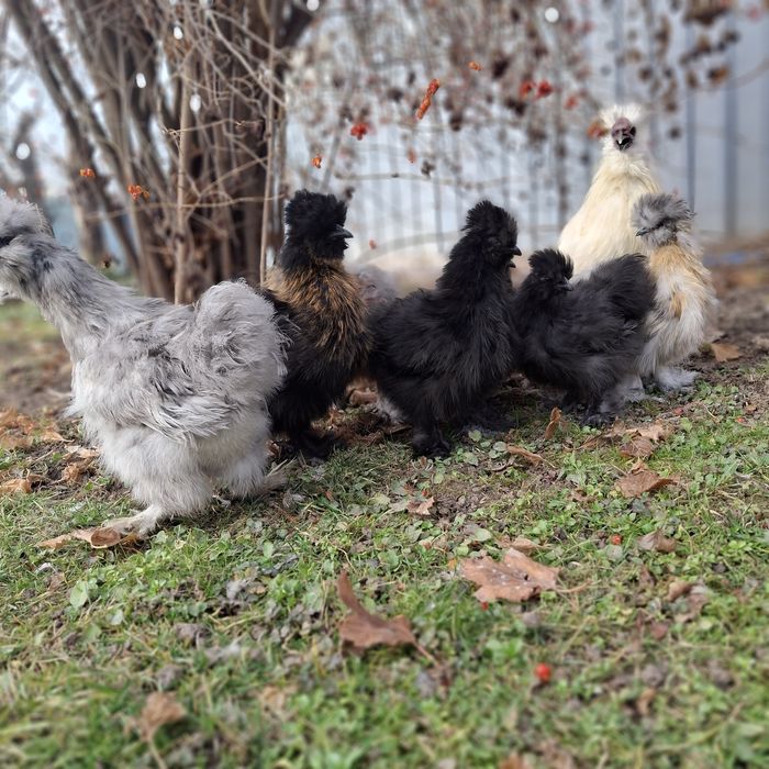 Шёлковые куры семья