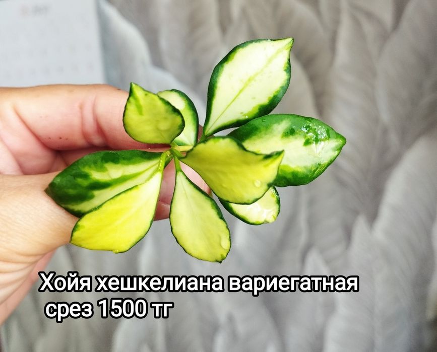 Хойя Матильда, Сильвер доллар, Принцесса Аргентия, цветы