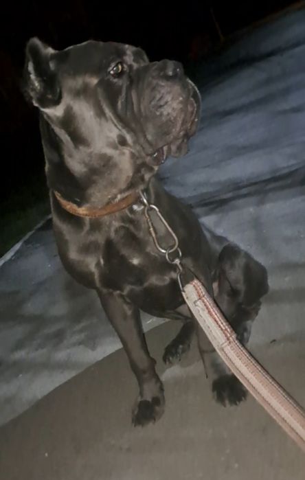 Итальянский Кане Корсо вязка