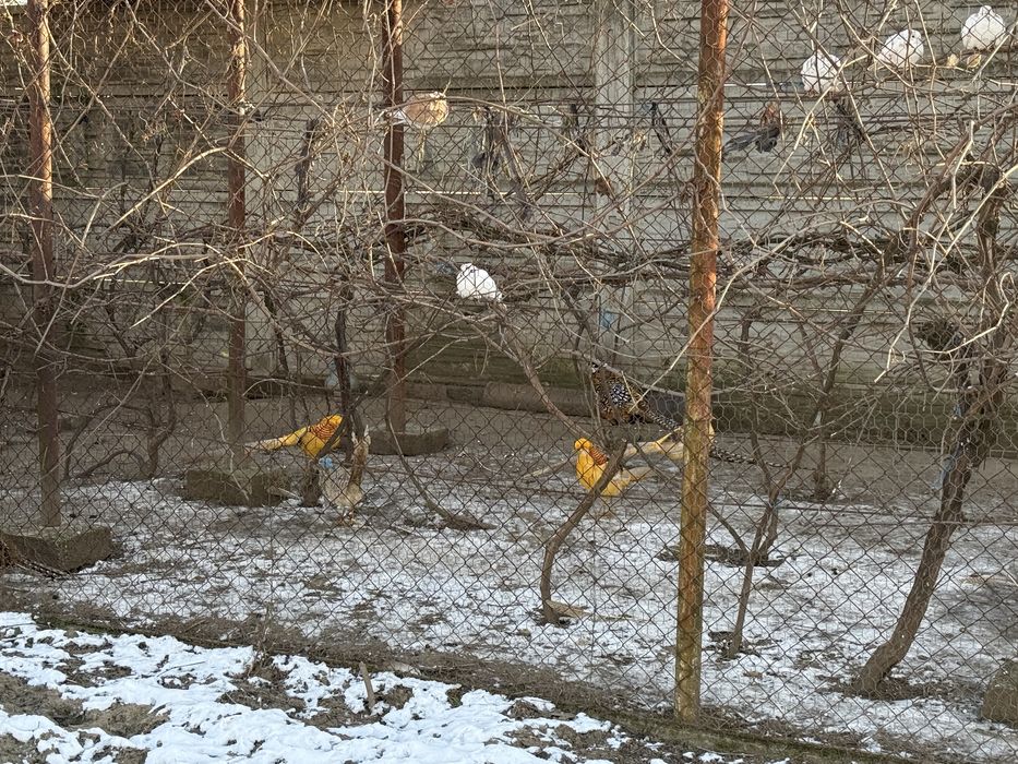 Fazani Auriu pe galben / Diamant