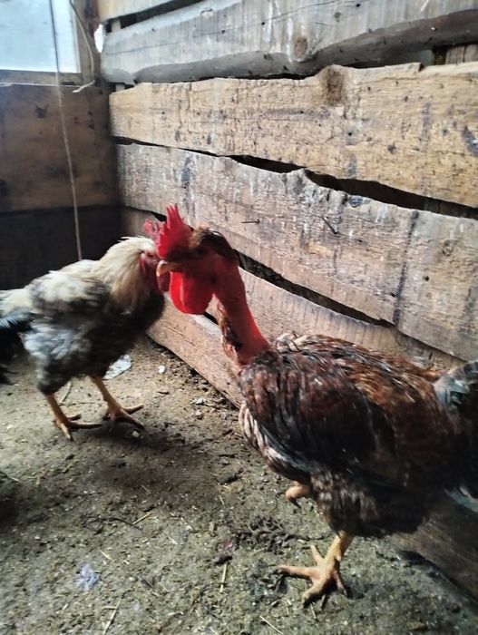 Срочно продам молодых петушков