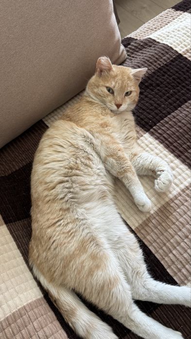 Ищу хозяина для кота, кастрирован