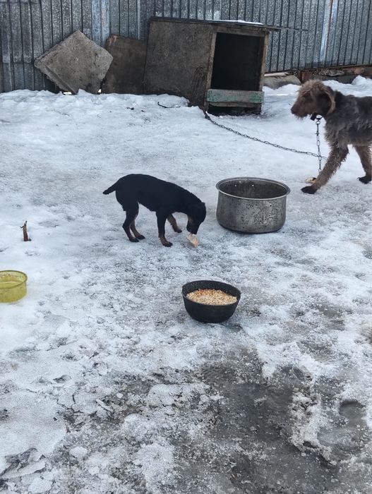 Продам Ягдтерьер