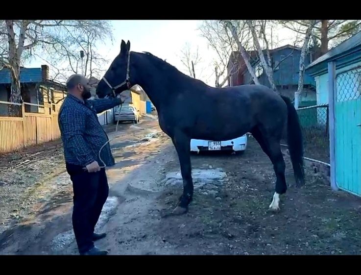 Продам француского рысака