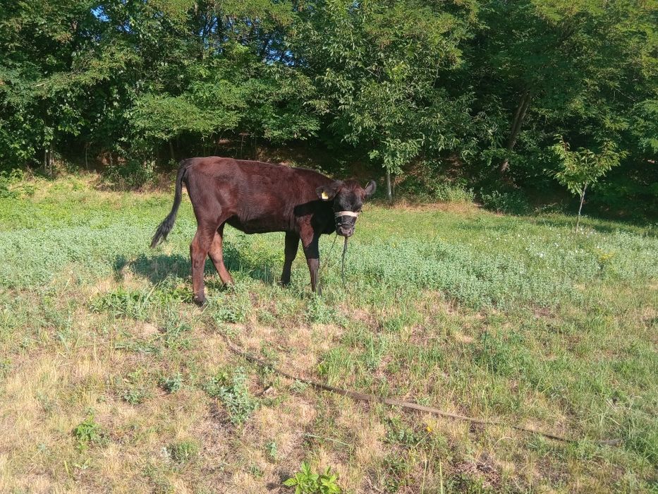 Vand vitea angus