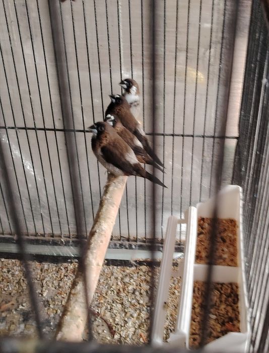 2 двойки Японски амадини