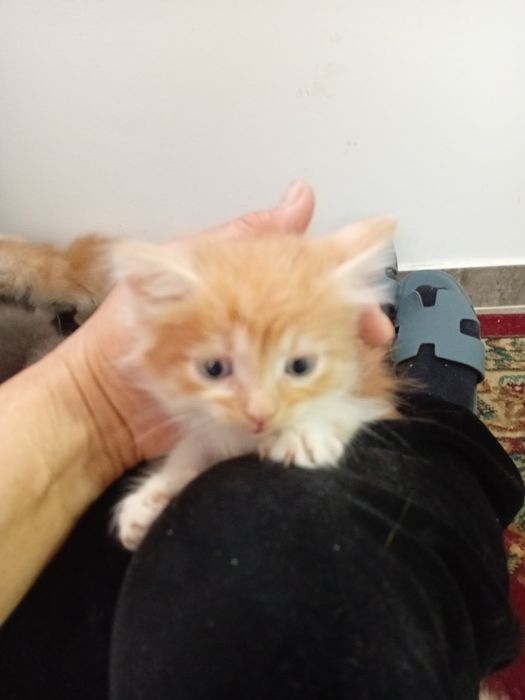 Продам вислоухих шотландских котят.