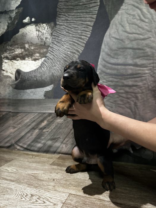 Срочно! Щенки доберма