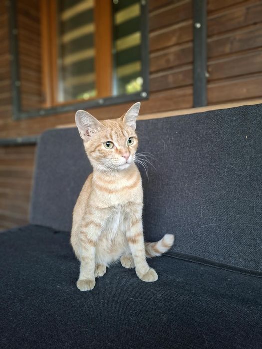 Кошечка в добрые руки